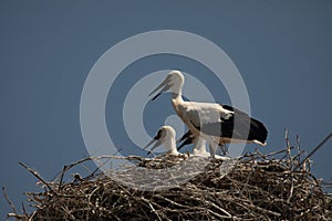 Beuatiful birds on Delta Danube, Romania