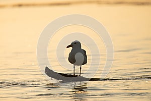 Beuatiful birds on Delta Danube, Romania