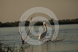 Beuatiful birds on Delta Danube, Romania