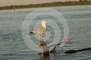 Beuatiful birds on Delta Danube, Romania