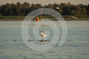 Beuatiful birds on Delta Danube, Romania