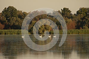 Beuatiful birds on Delta Danube, Romania