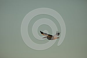 Beuatiful birds on Delta Danube, Romania