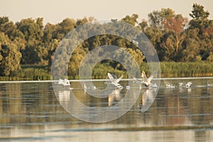 Beuatiful birds on Delta Danube, Romania