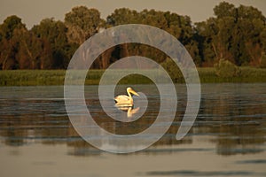 Beuatiful birds on Delta Danube, Romania