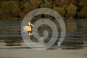 Beuatiful birds on Delta Danube, Romania