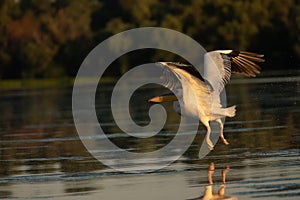 Beuatiful birds on Delta Danube, Romania