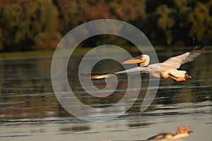 Beuatiful birds on Delta Danube, Romania