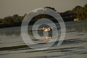 Beuatiful birds on Delta Danube, Romania