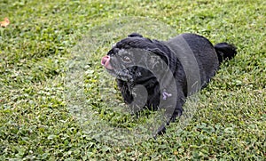 Beuatiful black senior pug with red tongue