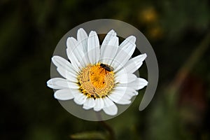 A beuatiful oxeye daisy with fly in Slovakia