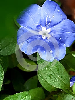 Beuaty blue flower and green leaf