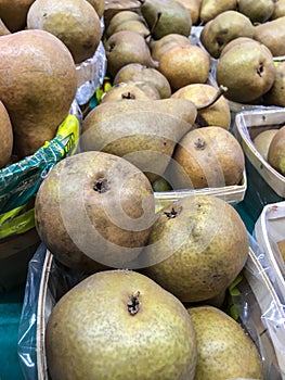 The Beurre Bosc or Bosc Pears photo