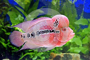 Beutiful aquarium fish in pink