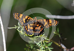 Beutiful black and orange Butterfly