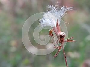 Beutiful flower in garden.