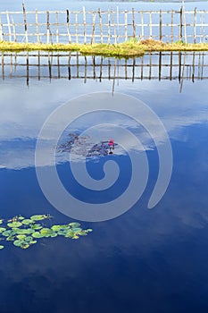 Beutiful flowers bloom on the Inle lake