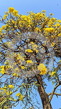 Beutiful flowers in the clear sky