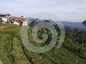 Beutiful house around vegetable garden in garut
