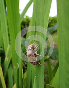 beutiful insects leave the skin