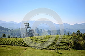 Beutiful landscape of tea plantations of Sri Lanka