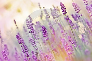 Beutiful lavender photo