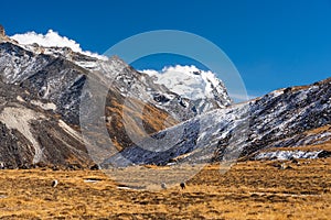 Beutiful lndscape of Himalaya mountains and meadow at Kongma Dingma campsite between Mera peak and Amphulapcha high pass, Nepal photo