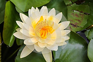 Beutiful Lotus Flower.