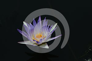 beutiful lotus fowers in thailand photo