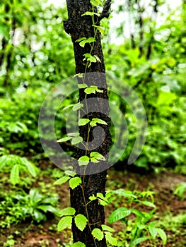 The beutiful Nature Forest different Plants