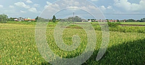 Beutiful Padi field landscape photo