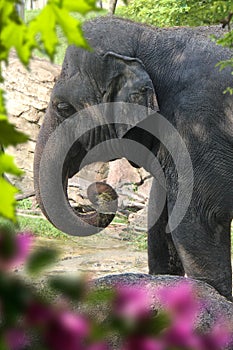 A beutiful picture of an elephat photo