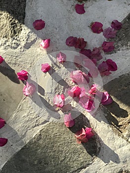 Beutiful pink flower petals rest in the sunny streets of Paros, Greece