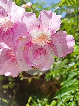 Beutiful Pink flowers in summer time