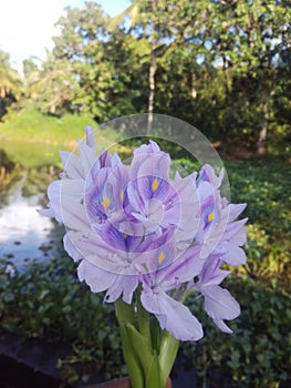 Beutiful purple flower in srilanka