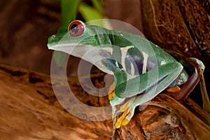 Beutiful red-eyed frog female