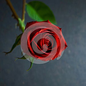 The beutiful red rose flower