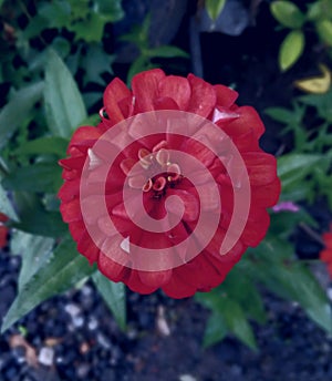 A beutiful red zenia flower in garden photo