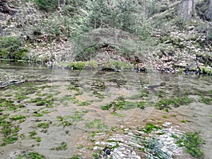 Beutiful River in the forest