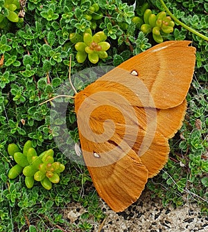A beutiful specimen of a butterfly Lasiocampa quercus, the oak eggar