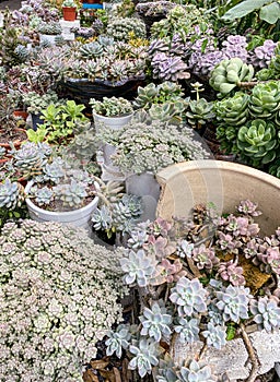 Beutiful Succulent Garden