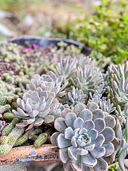 Beutiful Succulent Garden