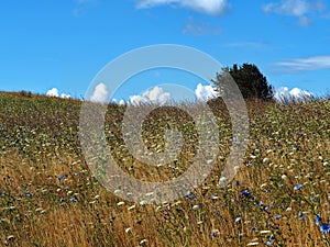 Beutiful summer landscape with blooming flowers on meadow