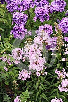 Beutiful, violet phlox flowers.