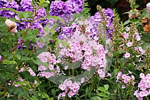 Beutiful, violet phlox flowers.