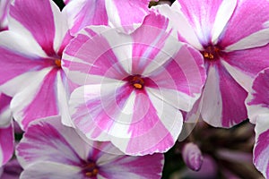 Beutiful, violet phlox flowers.