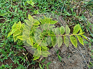 Beutiful yellowish green leafed plant in southern india