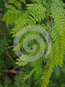 Beutifull green branch of tree leaves