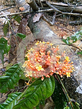 Beutifull red flower forest