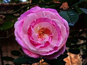 Beutifull rose flower photo